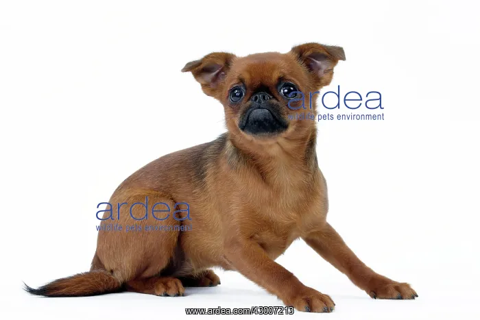 : Dog - Griffon Bruxellois / Petit Brabancon : Dog - Griffon Bruxellois / Petit Brabancon