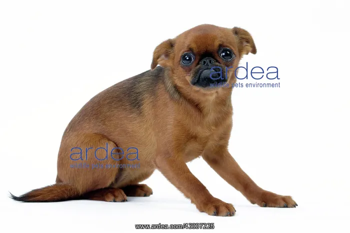 : Dog - Griffon Bruxellois  /  Petit Brabancon