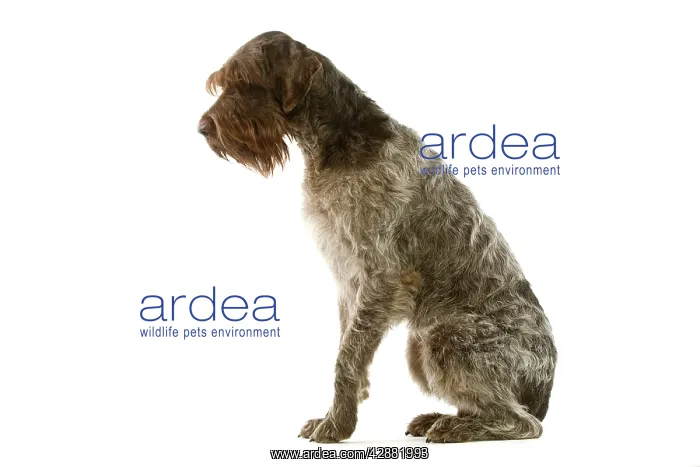 : Dog - Griffon Korthals German Wire-haired Pointer : Dog - Griffon Korthals German Wire-haired Pointer