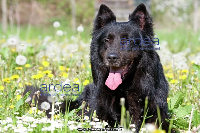  : Dog - Groenendael  /  Belgian Shepherd Dog