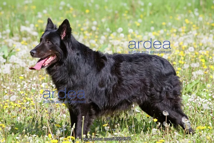 : Dog - Groenendael / Belgian Shepherd Dog : Dog - Groenendael / Belgian Shepherd Dog