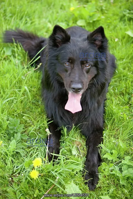 : Dog - Groenendael / Belgian Shepherd Dog : Dog - Groenendael / Belgian Shepherd Dog