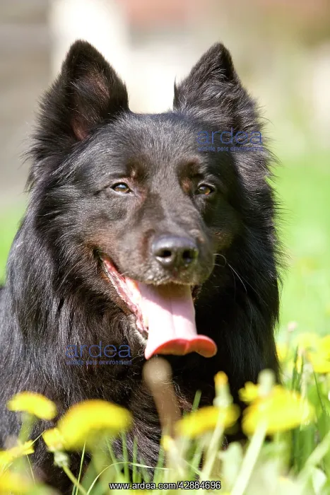 : Dog - Groenendael / Belgian Shepherd Dog : Dog - Groenendael / Belgian Shepherd Dog