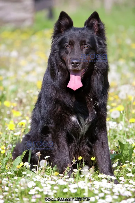 : Dog - Groenendael / Belgian Shepherd Dog : Dog - Groenendael / Belgian Shepherd Dog