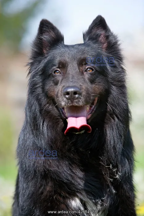 : Dog - Groenendael / Belgian Shepherd Dog : Dog - Groenendael / Belgian Shepherd Dog