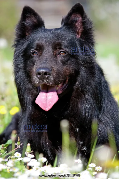 : Dog - Groenendael / Belgian Shepherd Dog : Dog - Groenendael / Belgian Shepherd Dog