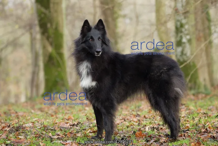  : Dog - Groenendael  /  Belgian Shepherd Dog