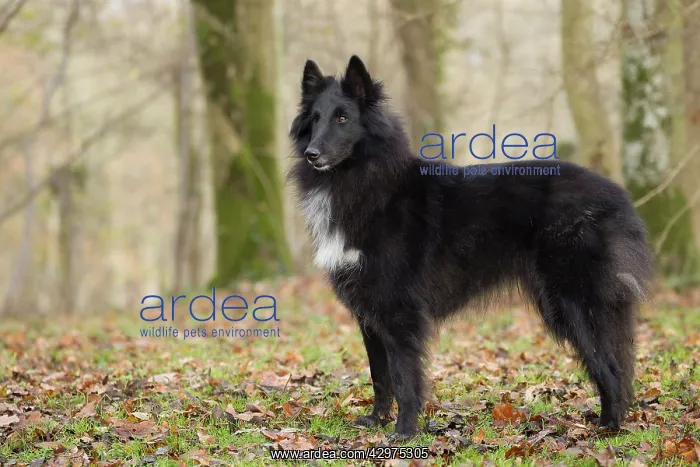  : Dog - Groenendael  /  Belgian Shepherd Dog
