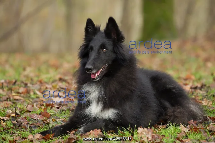  : Dog - Groenendael  /  Belgian Shepherd Dog