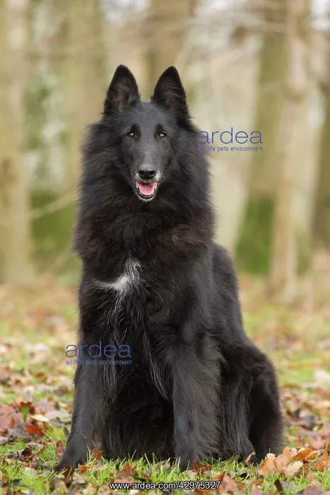  : Dog - Groenendael  /  Belgian Shepherd Dog