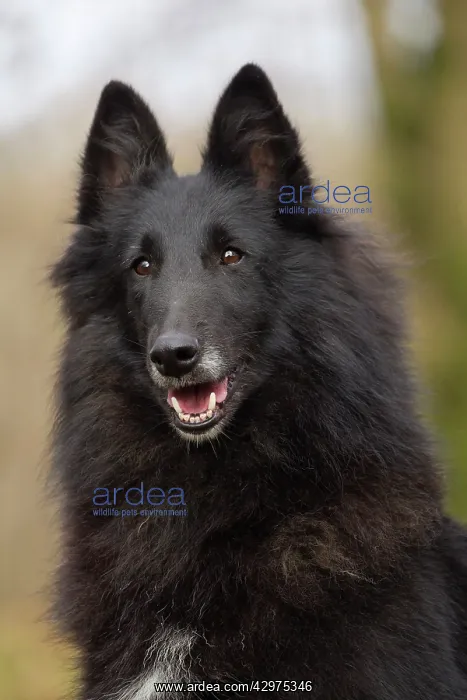  : Dog - Groenendael  /  Belgian Shepherd Dog
