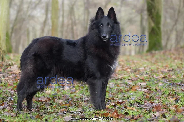  : Dog - Groenendael  /  Belgian Shepherd Dog