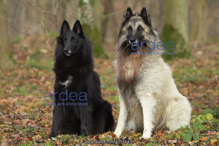  : Dog - Groenendael  /  Belgian Shepherd Dog