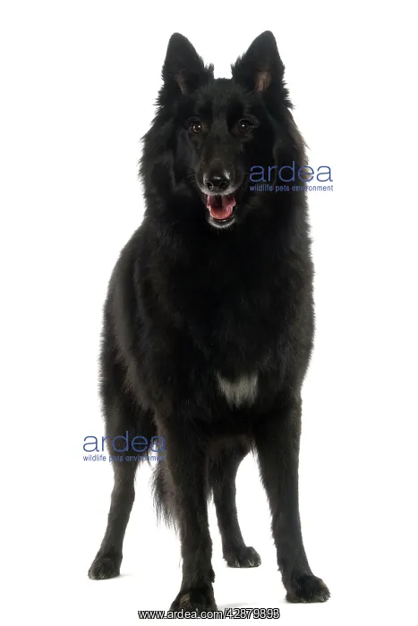  : Dog - Groenendael  /  Belgian Shepherd Dog  /  Chien