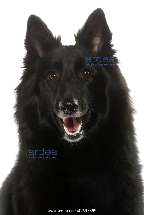 : Dog - Groenendael / Belgian Shepherd Dog / Chien : Dog - Groenendael / Belgian Shepherd Dog / Chien