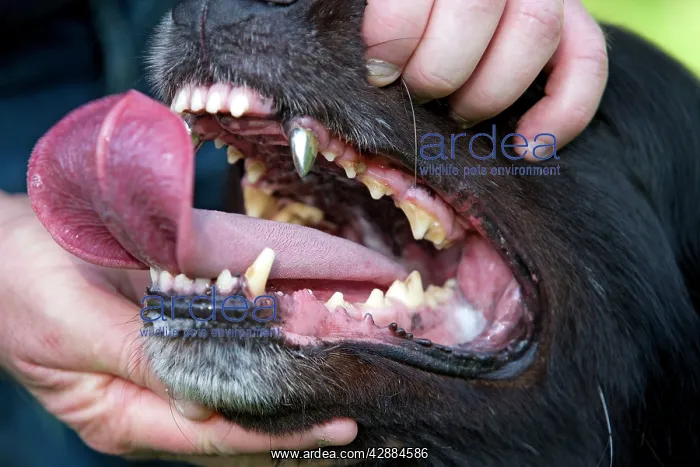  : Dog - Groenendael  /  Belgian Shepherd Dog - person