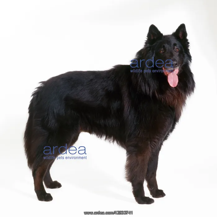 : DOG - Groenendael, standing, studio shot : DOG - Groenendael, standing, studio shot