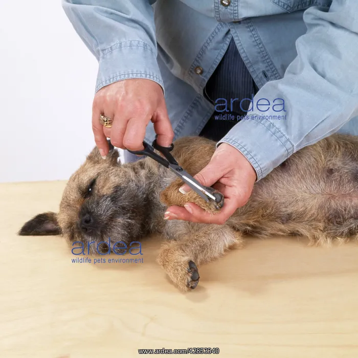  : Dog - grooming a dog