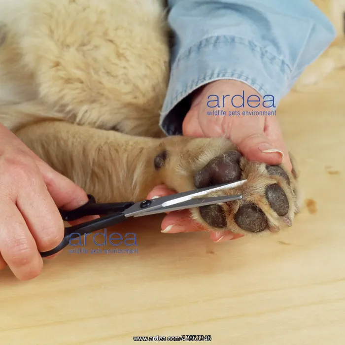  : Dog - grooming a dog