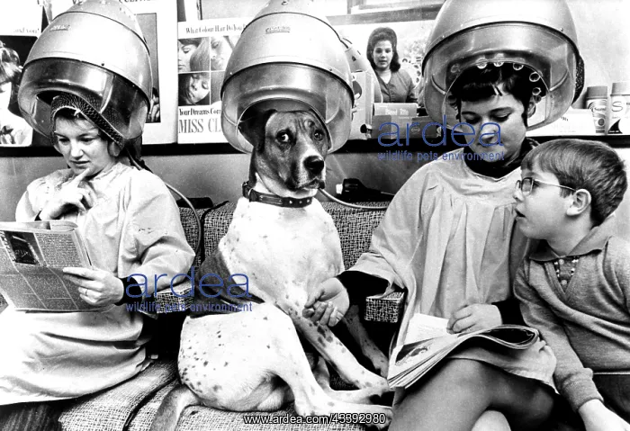 : Dog at a hairdresser's, England, Great Britain : Dog at a hairdresser's, England, Great Britain