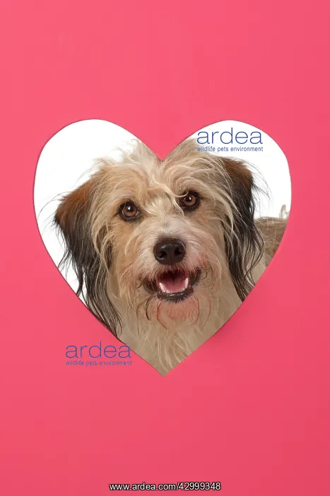 : DOG. hairy cross breed, looking through pink heart : DOG. hairy cross breed, looking through pink heart