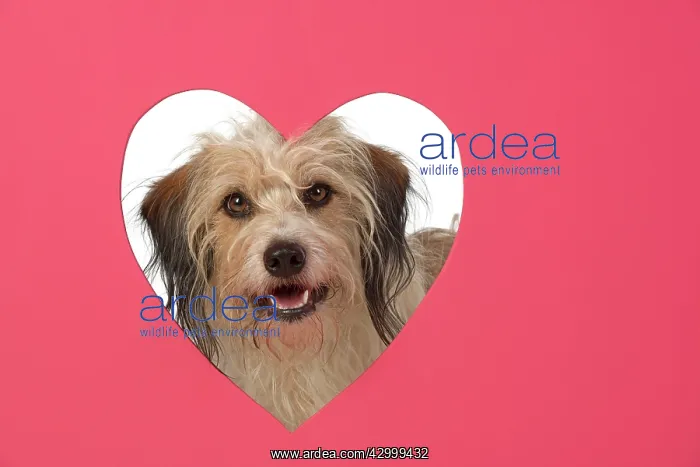 : DOG. hairy cross breed, looking through pink heart : DOG. hairy cross breed, looking through pink heart