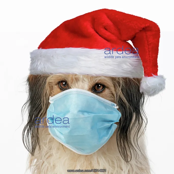 : DOG. hairy cross breed, wearing a face mask and : DOG. hairy cross breed, wearing a face mask and