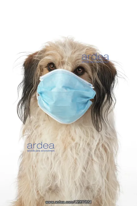 : DOG. hairy cross breed, wearing a surgucal mask : DOG. hairy cross breed, wearing a surgucal mask