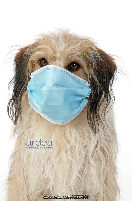 : DOG. hairy cross breed, wearing a surgucal mask : DOG. hairy cross breed, wearing a surgucal mask