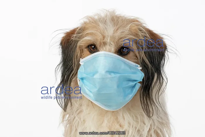 : DOG. hairy cross breed, wearing a surgucal mask : DOG. hairy cross breed, wearing a surgucal mask