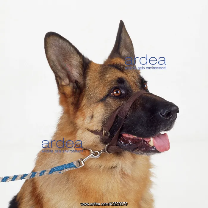  : Dog - in Halti