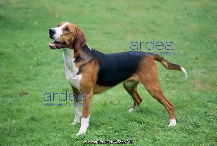 : DOG - HAMILTONSTOVARE / Hamilton Hound : DOG - HAMILTONSTOVARE / Hamilton Hound