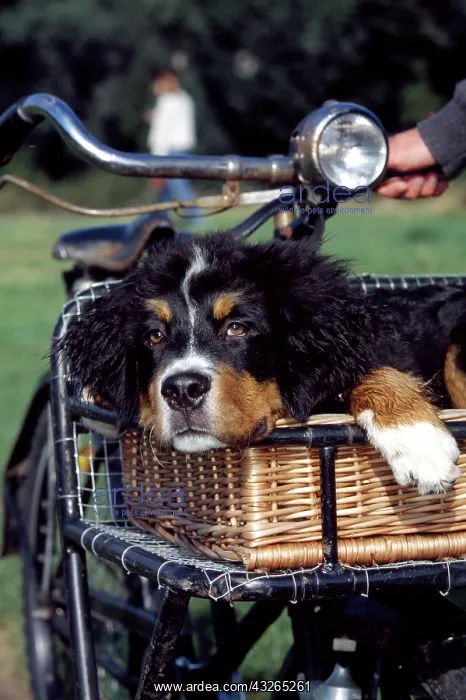 : Dog in a handlebar pannier : Dog in a handlebar pannier