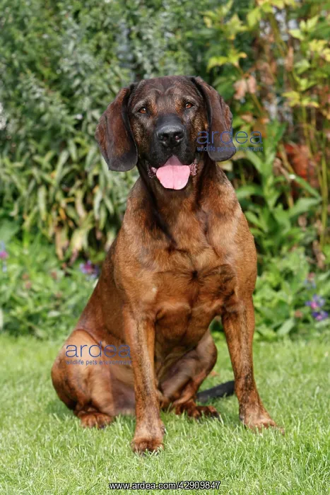 : Dog - Hanover Hound - hunting dog - sitting down in garden : Dog - Hanover Hound - hunting dog - sitting down in garden