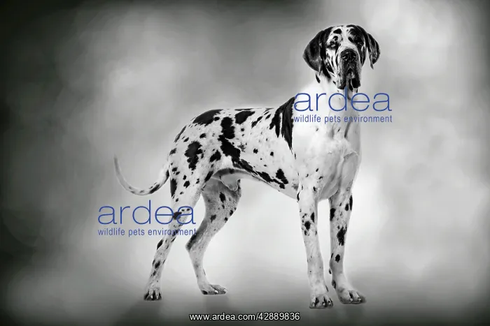 : Dog - Harlequin Great Dane - 15 month old puppy : Dog - Harlequin Great Dane - 15 month old puppy