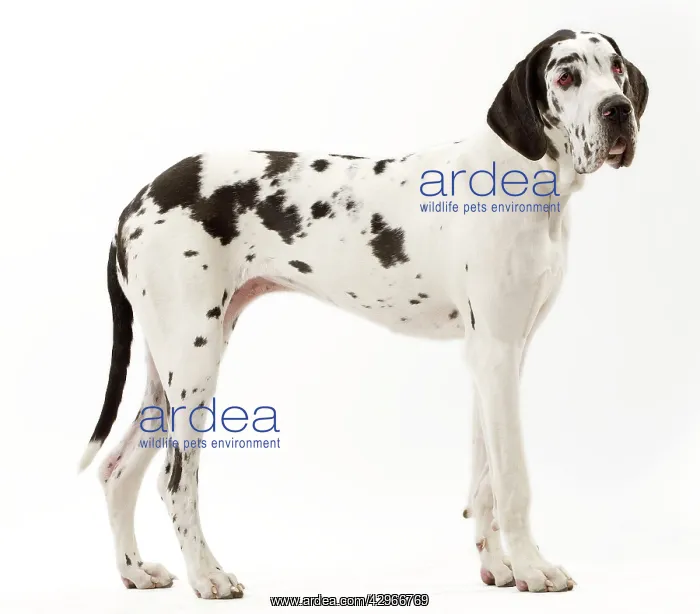  : Dog - Harlequin Great Dane