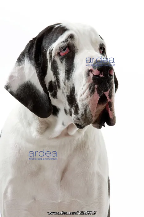 : Dog - Harlequin Great Dane