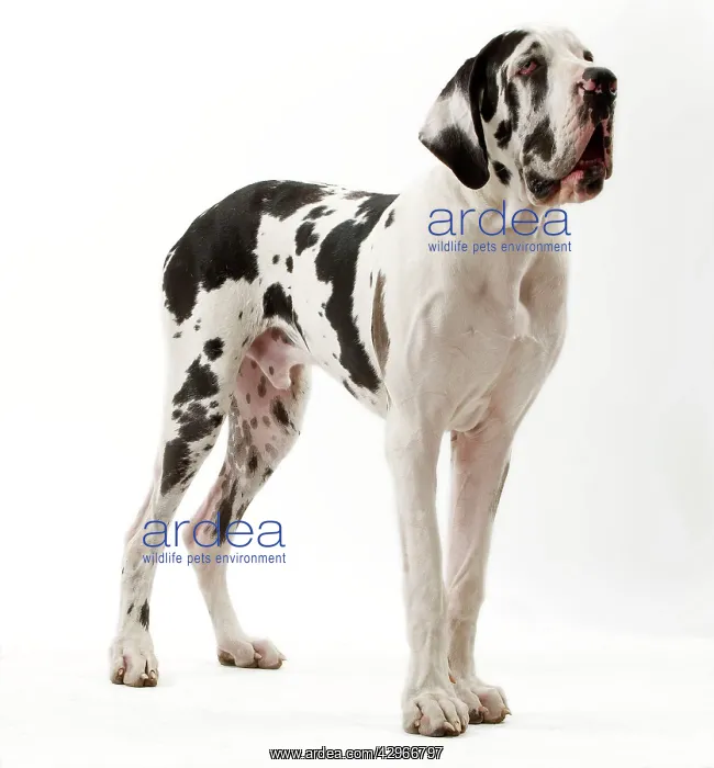  : Dog - Harlequin Great Dane