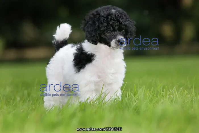  : Dog - Harlequin Poodle - puppy