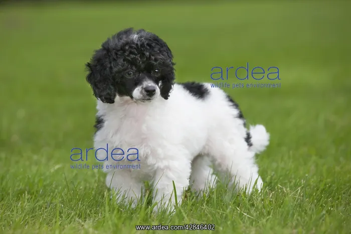  : Dog - Harlequin Poodle - puppy