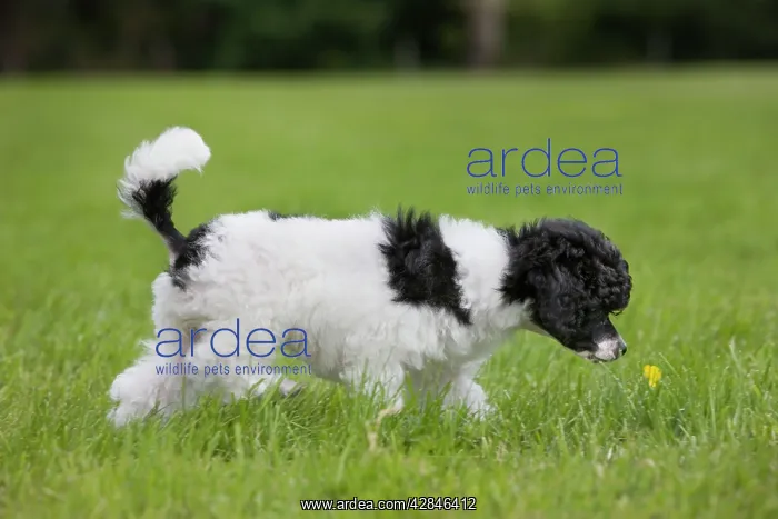 : Dog - Harlequin Poodle - puppy : Dog - Harlequin Poodle - puppy