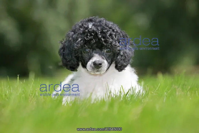 : Dog - Harlequin Poodle - puppy