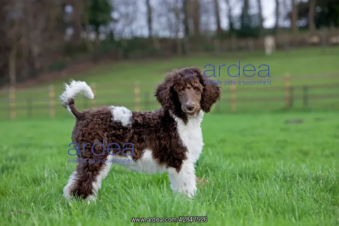: Dog - Harlequin Poodle - puppy in garden : Dog - Harlequin Poodle - puppy in garden