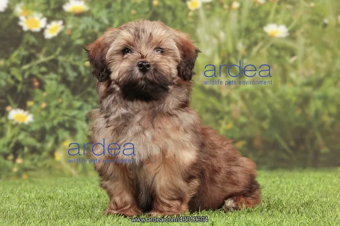 : Dog - Havanese : Dog - Havanese