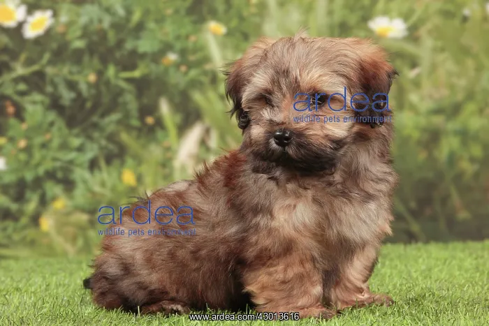 : Dog - Havanese : Dog - Havanese