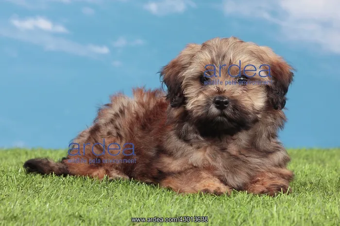 : Dog - Havanese : Dog - Havanese