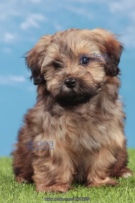 : Dog - Havanese : Dog - Havanese