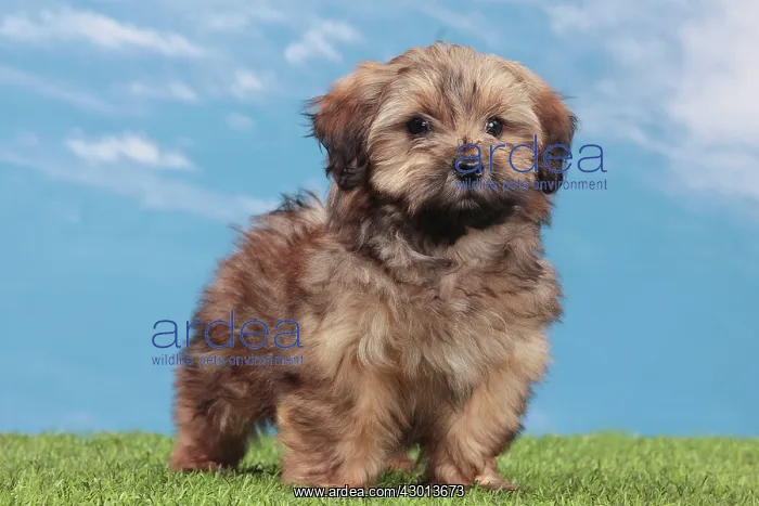 : Dog - Havanese : Dog - Havanese
