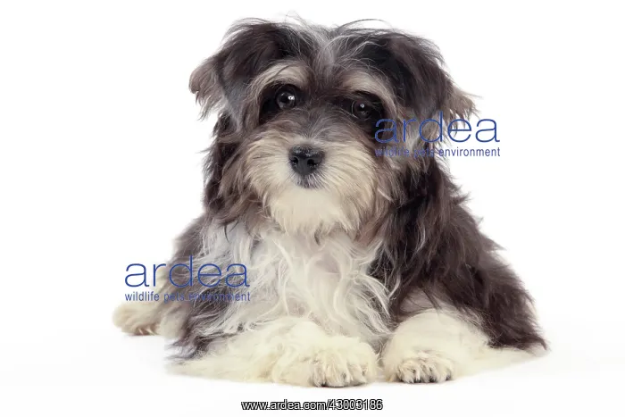  : Dog - Havanese - 5 month old puppy