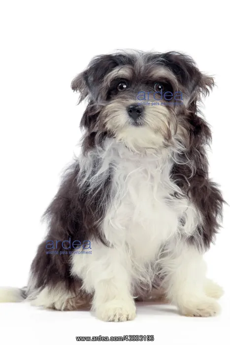  : Dog - Havanese - 5 month old puppy